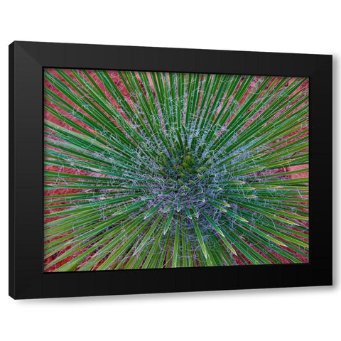 Narrow Leaf Agave  Black Modern Wood Framed Art Print with Double Matting by Fitzharris, Tim