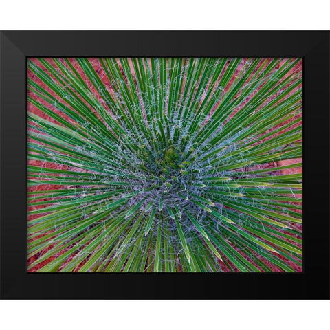 Narrow Leaf Agave  Black Modern Wood Framed Art Print by Fitzharris, Tim