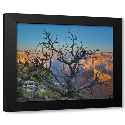 Dead Pine at Desert View Black Modern Wood Framed Art Print with Double Matting by Fitzharris, Tim