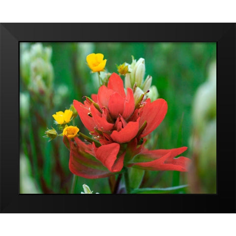 Red Paintbrush Colorado Black Modern Wood Framed Art Print by Fitzharris, Tim