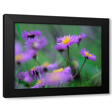 Mountain Daises Black Modern Wood Framed Art Print with Double Matting by Fitzharris, Tim