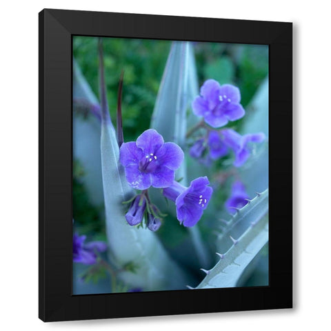 Blue Phacelia and Agave I Black Modern Wood Framed Art Print with Double Matting by Fitzharris, Tim