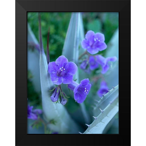 Blue Phacelia and Agave I Black Modern Wood Framed Art Print by Fitzharris, Tim