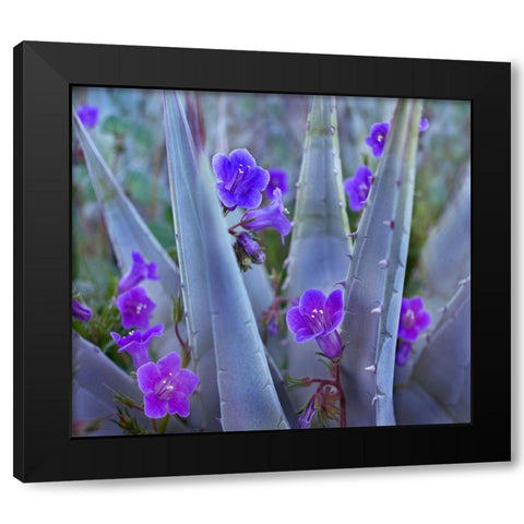 Blue Phacelia and Agave II Black Modern Wood Framed Art Print by Fitzharris, Tim