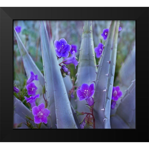 Blue Phacelia and Agave II Black Modern Wood Framed Art Print by Fitzharris, Tim