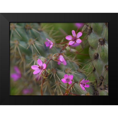 Storks Bill Flowers Black Modern Wood Framed Art Print by Fitzharris, Tim