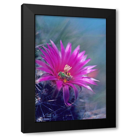 Bee in Hedgehog Cactus Black Modern Wood Framed Art Print with Double Matting by Fitzharris, Tim