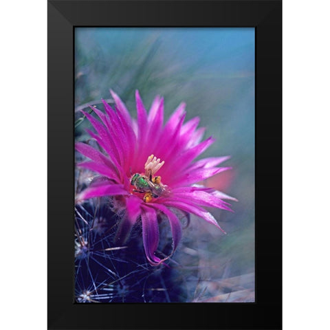 Bee in Hedgehog Cactus Black Modern Wood Framed Art Print by Fitzharris, Tim