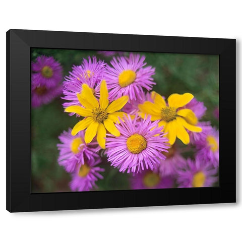 Little Sunflowers and Asters Black Modern Wood Framed Art Print with Double Matting by Fitzharris, Tim