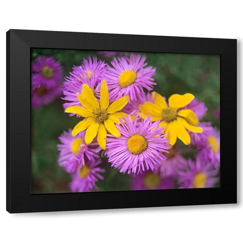 Little Sunflowers and Asters Black Modern Wood Framed Art Print by Fitzharris, Tim