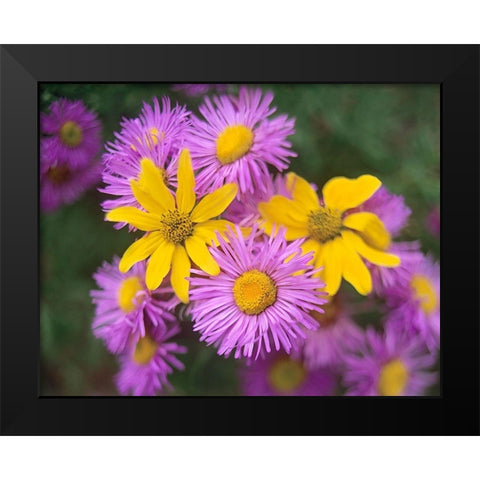 Little Sunflowers and Asters Black Modern Wood Framed Art Print by Fitzharris, Tim