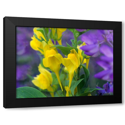 Butter and eggs with Lupines Black Modern Wood Framed Art Print with Double Matting by Fitzharris, Tim