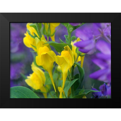 Butter and eggs with Lupines Black Modern Wood Framed Art Print by Fitzharris, Tim