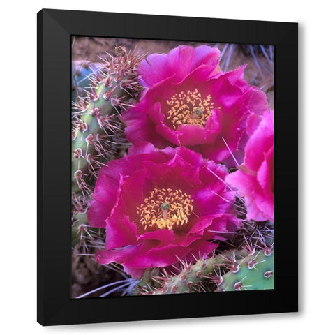 Grizzly Bear Cactus in Bloom Black Modern Wood Framed Art Print with Double Matting by Fitzharris, Tim