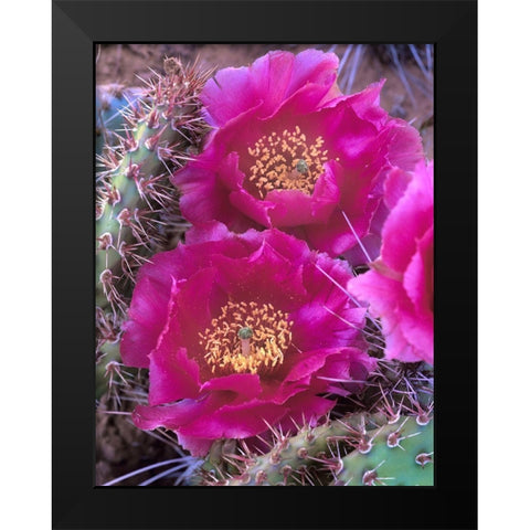 Grizzly Bear Cactus in Bloom Black Modern Wood Framed Art Print by Fitzharris, Tim