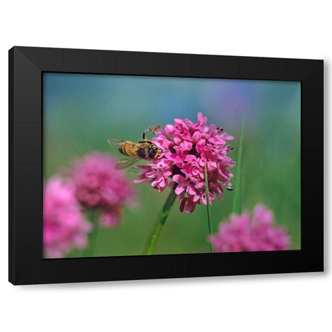 Bee on Sea Blush Black Modern Wood Framed Art Print with Double Matting by Fitzharris, Tim