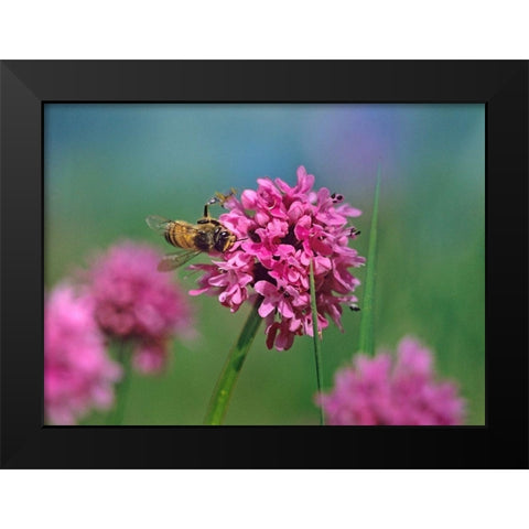 Bee on Sea Blush Black Modern Wood Framed Art Print by Fitzharris, Tim