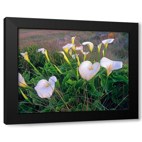 Calla Lilies Black Modern Wood Framed Art Print with Double Matting by Fitzharris, Tim