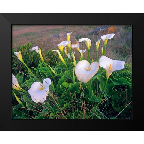 Calla Lilies Black Modern Wood Framed Art Print by Fitzharris, Tim