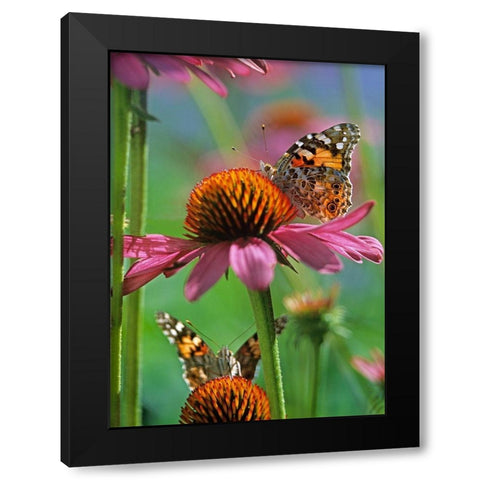 Painted Lady Butterfly Black Modern Wood Framed Art Print with Double Matting by Fitzharris, Tim