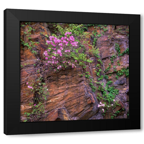 Rhododendron in bloom Black Modern Wood Framed Art Print with Double Matting by Fitzharris, Tim