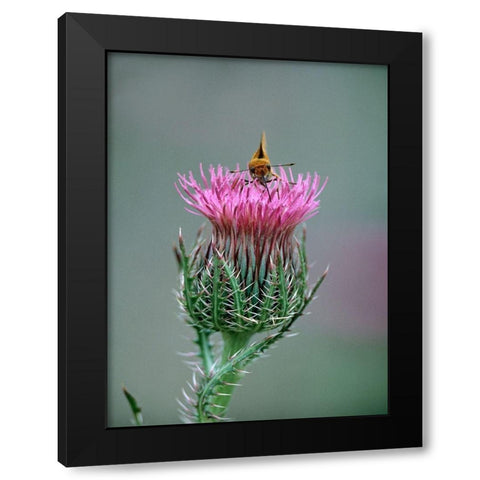 Least Skipper Butterfly on Bull Thistle Black Modern Wood Framed Art Print by Fitzharris, Tim