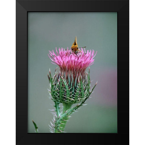 Least Skipper Butterfly on Bull Thistle Black Modern Wood Framed Art Print by Fitzharris, Tim