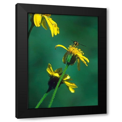 Bee on Golden Eyes Bloom Black Modern Wood Framed Art Print by Fitzharris, Tim