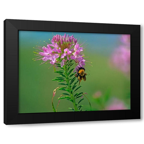 Bumble Bee Hangong on Rock Mountain Beeplant Black Modern Wood Framed Art Print with Double Matting by Fitzharris, Tim