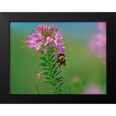 Bumble Bee Hangong on Rock Mountain Beeplant Black Modern Wood Framed Art Print by Fitzharris, Tim