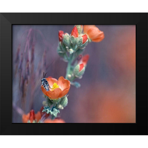 Desert Globemallow II Black Modern Wood Framed Art Print by Fitzharris, Tim