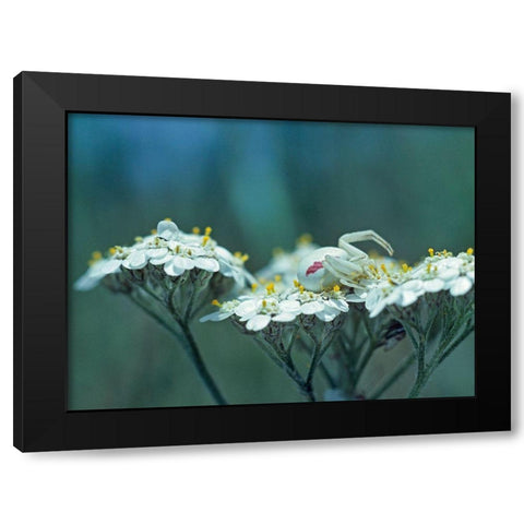 Red Spotted Crab Spider on Queen Annes Lace Black Modern Wood Framed Art Print by Fitzharris, Tim