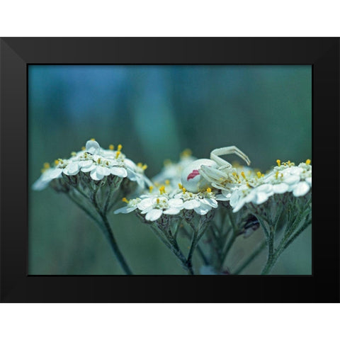 Red Spotted Crab Spider on Queen Annes Lace Black Modern Wood Framed Art Print by Fitzharris, Tim