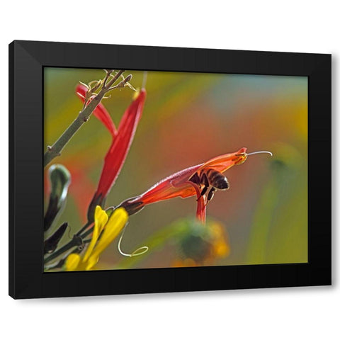 Honey Bee in Chuparosa Black Modern Wood Framed Art Print by Fitzharris, Tim