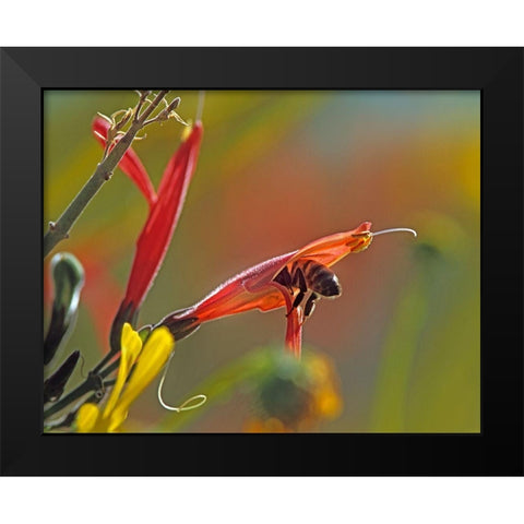 Honey Bee in Chuparosa Black Modern Wood Framed Art Print by Fitzharris, Tim