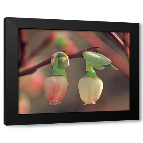 Blueberry Blossoms Black Modern Wood Framed Art Print with Double Matting by Fitzharris, Tim