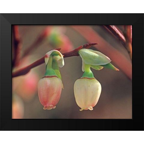 Blueberry Blossoms Black Modern Wood Framed Art Print by Fitzharris, Tim