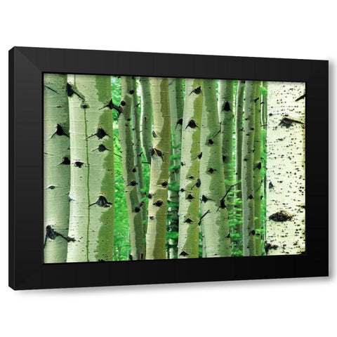 Aspen Trunks Black Modern Wood Framed Art Print with Double Matting by Fitzharris, Tim