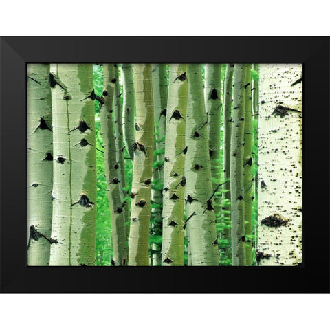 Aspen Trunks Black Modern Wood Framed Art Print by Fitzharris, Tim