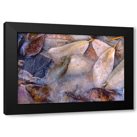 Frozen Willow Leaves and Grouse Feather Black Modern Wood Framed Art Print with Double Matting by Fitzharris, Tim