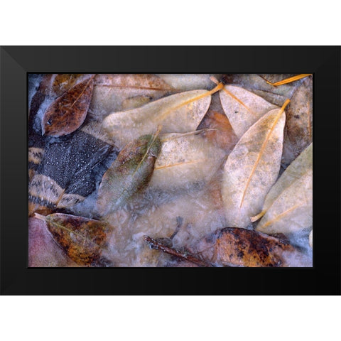 Frozen Willow Leaves and Grouse Feather Black Modern Wood Framed Art Print by Fitzharris, Tim