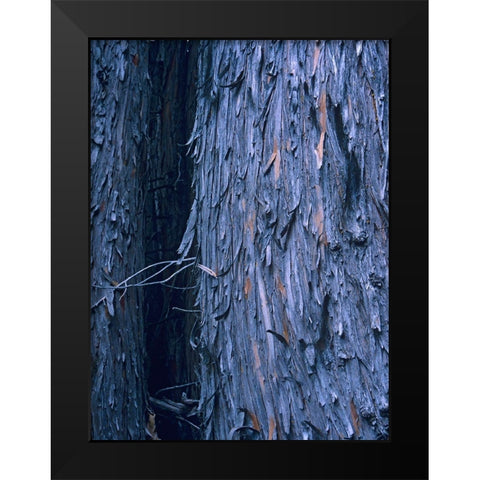 Yellow Cedar Trunks Black Modern Wood Framed Art Print by Fitzharris, Tim