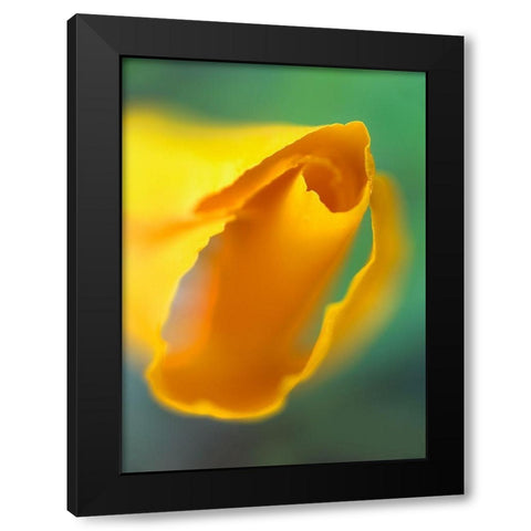 California Poppy Black Modern Wood Framed Art Print with Double Matting by Fitzharris, Tim