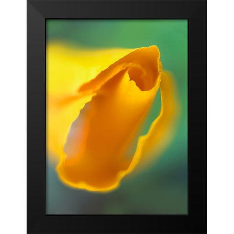 California Poppy Black Modern Wood Framed Art Print by Fitzharris, Tim