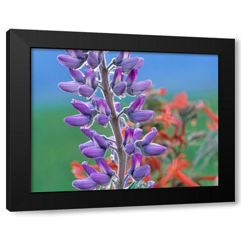 Lupine with Scarlet Gilia Black Modern Wood Framed Art Print with Double Matting by Fitzharris, Tim