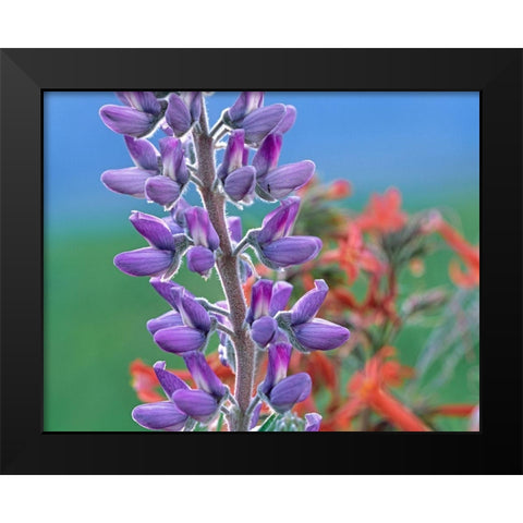 Lupine with Scarlet Gilia Black Modern Wood Framed Art Print by Fitzharris, Tim