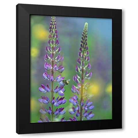 Tall Lupines I Black Modern Wood Framed Art Print with Double Matting by Fitzharris, Tim