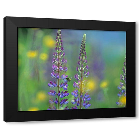 Tall Lupines II Black Modern Wood Framed Art Print with Double Matting by Fitzharris, Tim