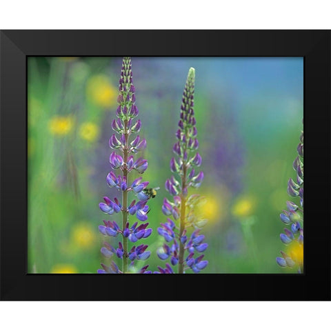 Tall Lupines II Black Modern Wood Framed Art Print by Fitzharris, Tim