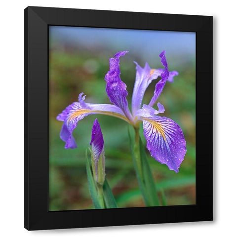 Douglas Iris Black Modern Wood Framed Art Print with Double Matting by Fitzharris, Tim